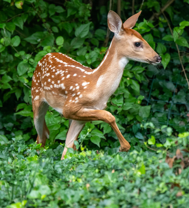 Deer on the forest